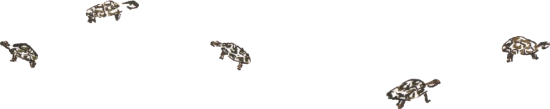 O jabuti não tá nem aí